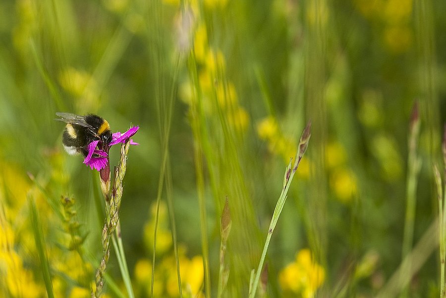 ©LPV Lahn-Dill Hummel auf einer Nelkenblüte. © LPV Lahn-Dill