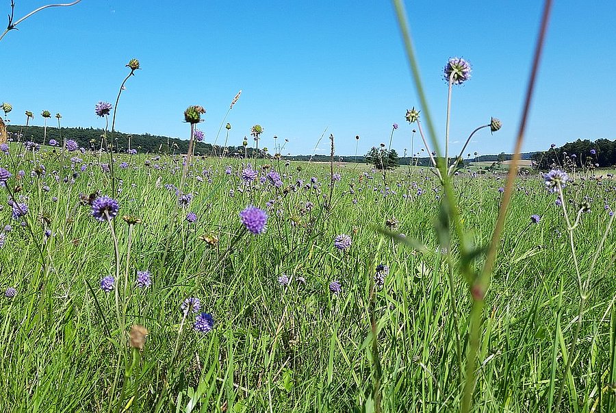 Teufelsabbiss ©LPV Lahn-Dill Artenreicher Grünlandbestand mit Teufelsabbiss in der Nähe von Struth (Herborn, Hessen). © LPV Lahn-Dill