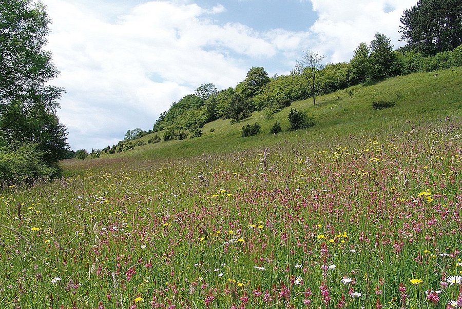 Artenreiche Bergwiese ©LPV Main-Kinzig-Kreis Artenreiche Bergwiese. © LPV Main-Kinzig-Kreis
