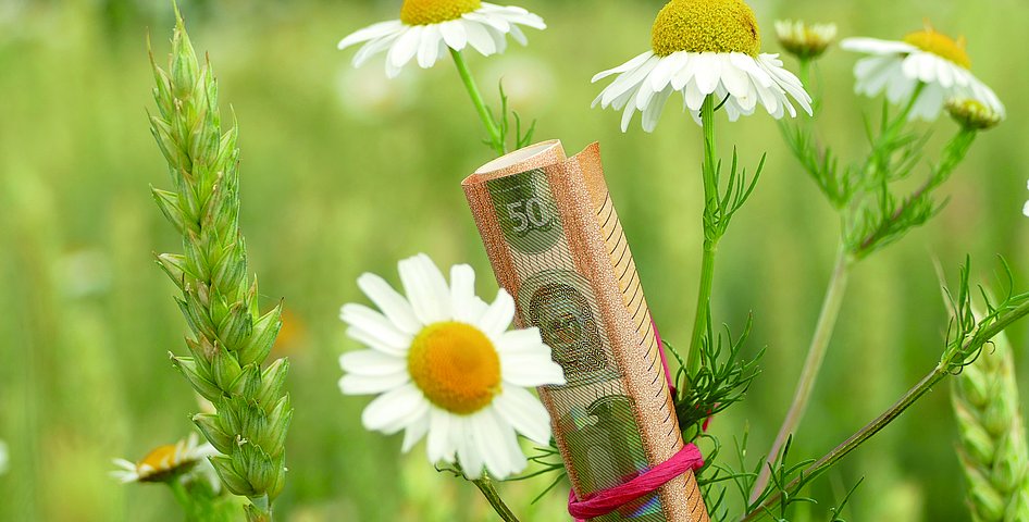 Ein eingerollter 50-Euro Schein ist an einer Blume befestigt